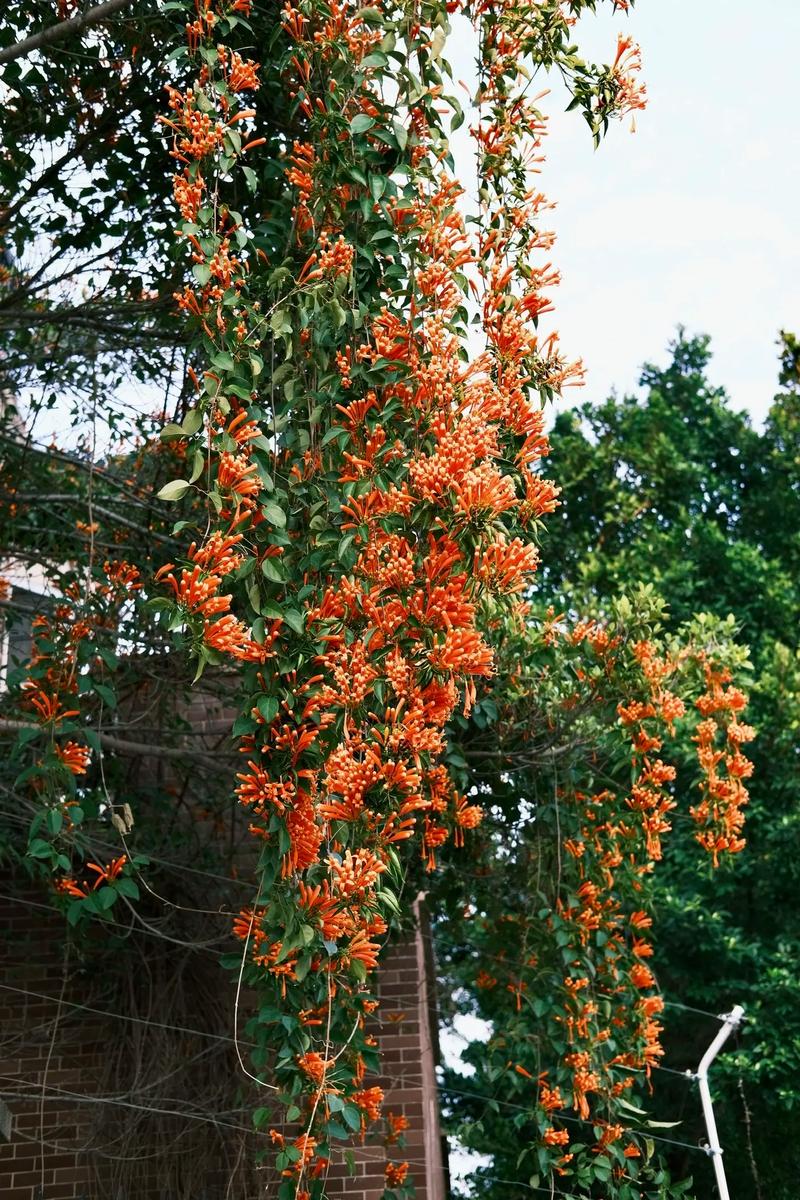 金昌适合养什么花，市花和市树是什么？金昌的花海是什么花？-第2张图片-优品飞百科
