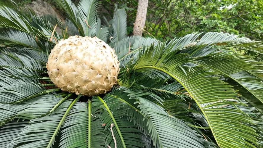 金昌适合养什么花，市花和市树是什么？金昌的花海是什么花？-第3张图片-优品飞百科
