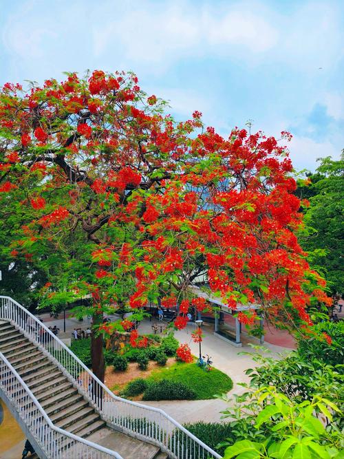 金昌适合养什么花，市花和市树是什么？金昌的花海是什么花？-第4张图片-优品飞百科