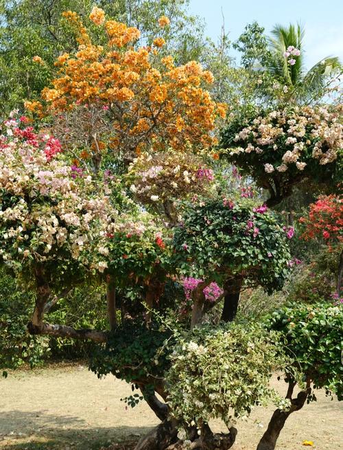 金昌适合养什么花，市花和市树是什么？金昌的花海是什么花？-第5张图片-优品飞百科