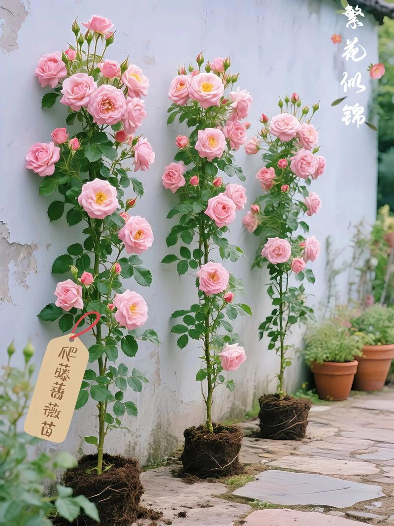 家庭种植蔷薇花有什么好处?家庭种植蔷薇花有什么好处和坏处?-第1张图片-优品飞百科 家庭种植蔷薇花有什么好处?家庭种植蔷薇花有什么好处和坏处?-第1张图片-优品飞百科