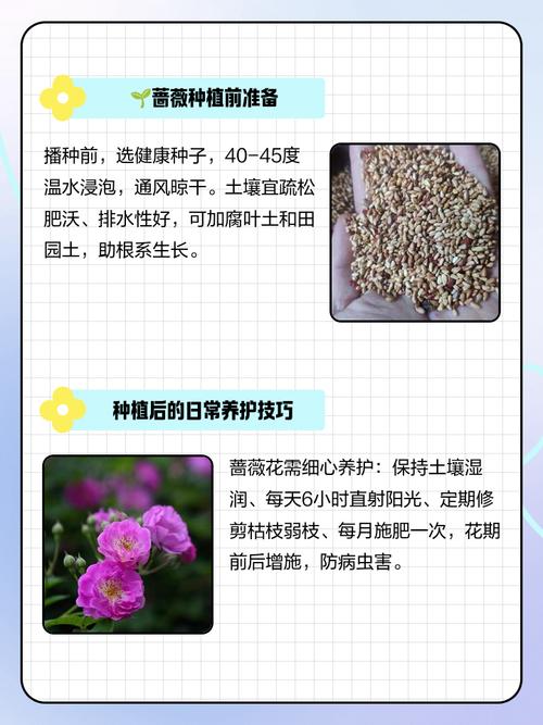 家庭种植蔷薇花有什么好处?家庭种植蔷薇花有什么好处和坏处?-第4张图片-优品飞百科 家庭种植蔷薇花有什么好处?家庭种植蔷薇花有什么好处和坏处?-第4张图片-优品飞百科