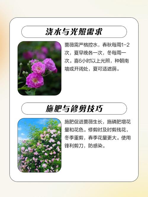 家庭种植蔷薇花有什么好处?家庭种植蔷薇花有什么好处和坏处?-第5张图片-优品飞百科 家庭种植蔷薇花有什么好处?家庭种植蔷薇花有什么好处和坏处?-第5张图片-优品飞百科