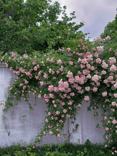 家庭种植蔷薇花有什么好处?家庭种植蔷薇花有什么好处和坏处?-第6张图片-优品飞百科 家庭种植蔷薇花有什么好处?家庭种植蔷薇花有什么好处和坏处?-第6张图片-优品飞百科