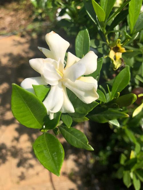 岳阳适合养什么花,市花和市树是什么,岳阳有什么花?-第1张图片-优品飞百科 岳阳适合养什么花,市花和市树是什么,岳阳有什么花?-第1张图片-优品飞百科