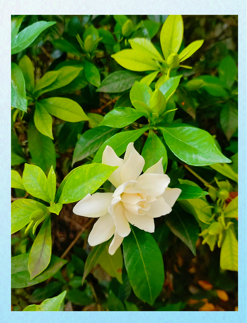 岳阳适合养什么花,市花和市树是什么,岳阳有什么花?-第2张图片-优品飞百科 岳阳适合养什么花,市花和市树是什么,岳阳有什么花?-第2张图片-优品飞百科