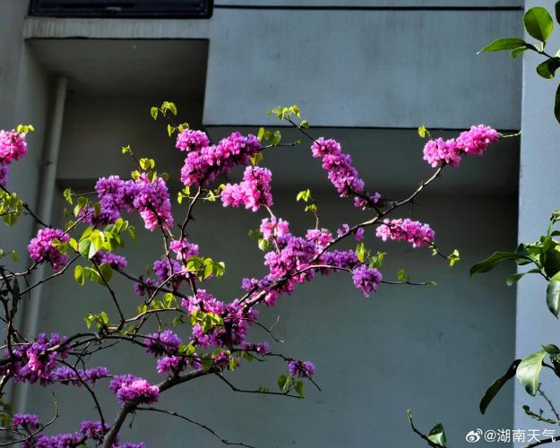 岳阳适合养什么花,市花和市树是什么,岳阳有什么花?-第3张图片-优品飞百科 岳阳适合养什么花,市花和市树是什么,岳阳有什么花?-第3张图片-优品飞百科