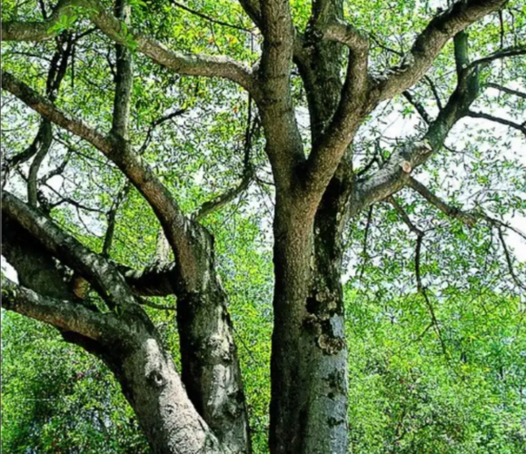 岳阳适合养什么花,市花和市树是什么,岳阳有什么花?-第4张图片-优品飞百科 岳阳适合养什么花,市花和市树是什么,岳阳有什么花?-第4张图片-优品飞百科
