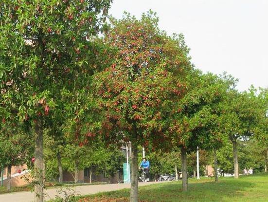 岳阳适合养什么花,市花和市树是什么,岳阳有什么花?-第6张图片-优品飞百科 岳阳适合养什么花,市花和市树是什么,岳阳有什么花?-第6张图片-优品飞百科