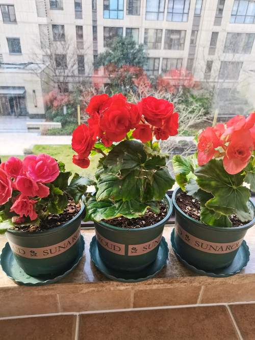 海棠花可以放室内吗？海棠花可以放室内还是室外？