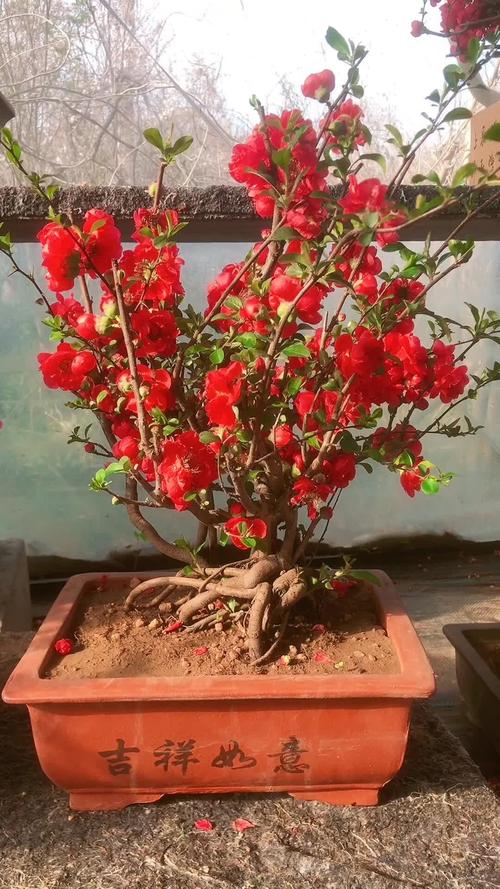 海棠花可以放室内吗？海棠花可以放室内还是室外？-第3张图片-优品飞百科