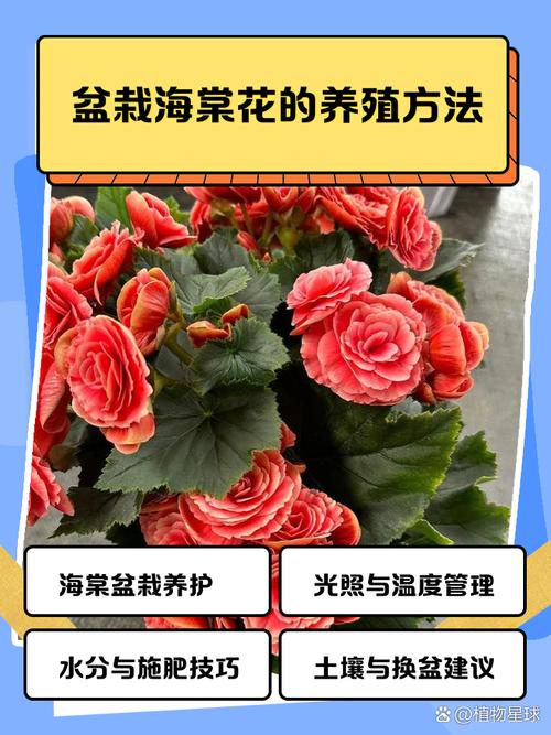 海棠花可以放室内吗？海棠花可以放室内还是室外？-第4张图片-优品飞百科