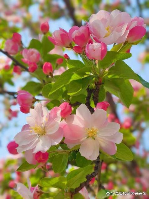 海棠花可以放室内吗？海棠花可以放室内还是室外？-第5张图片-优品飞百科