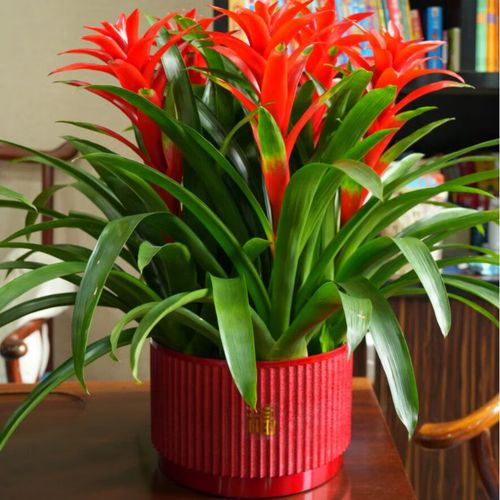 鸿运当头适合放客厅吗？鸿运当头放客厅里哪个位置旺财？-第1张图片-优品飞百科