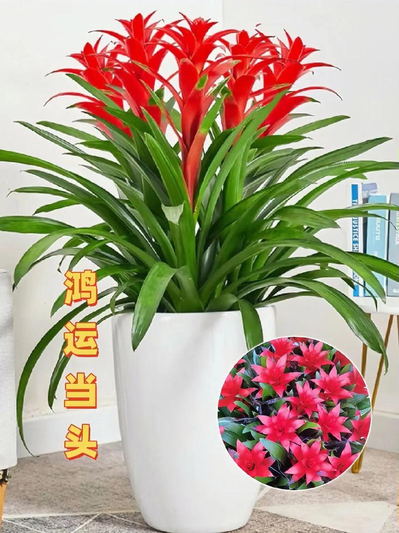 鸿运当头适合放客厅吗？鸿运当头放客厅里哪个位置旺财？-第2张图片-优品飞百科