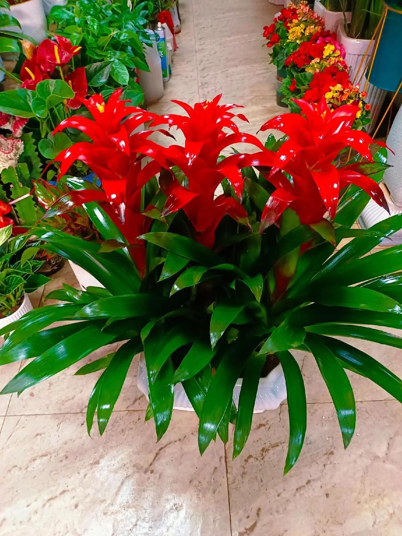 鸿运当头适合放客厅吗？鸿运当头放客厅里哪个位置旺财？-第3张图片-优品飞百科