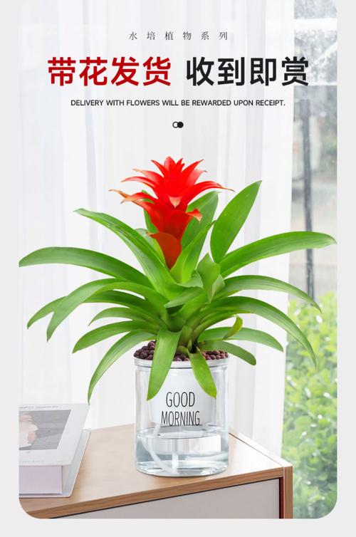 鸿运当头适合放客厅吗？鸿运当头放客厅里哪个位置旺财？-第5张图片-优品飞百科