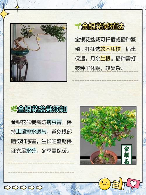 金银莲花怎么养，怎么分株，金银莲花的花期多长时间