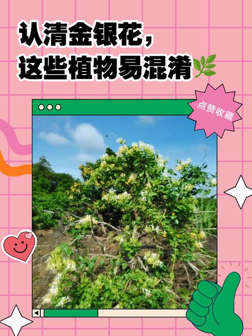 金银莲花怎么养，怎么分株，金银莲花的花期多长时间-第2张图片-优品飞百科