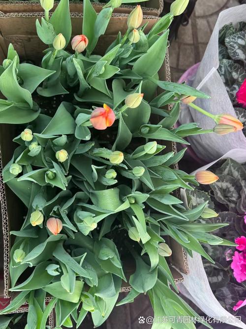 郁金香是哪国的国花，有什么寓意，郁金香来自哪个国家的国花？-第1张图片-优品飞百科