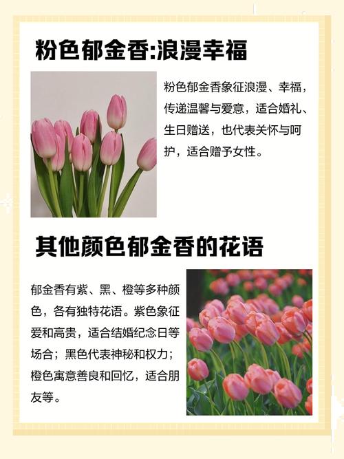 郁金香是哪国的国花，有什么寓意，郁金香来自哪个国家的国花？-第3张图片-优品飞百科