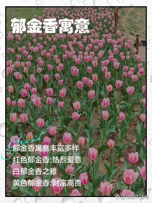 郁金香是哪国的国花，有什么寓意，郁金香来自哪个国家的国花？-第4张图片-优品飞百科