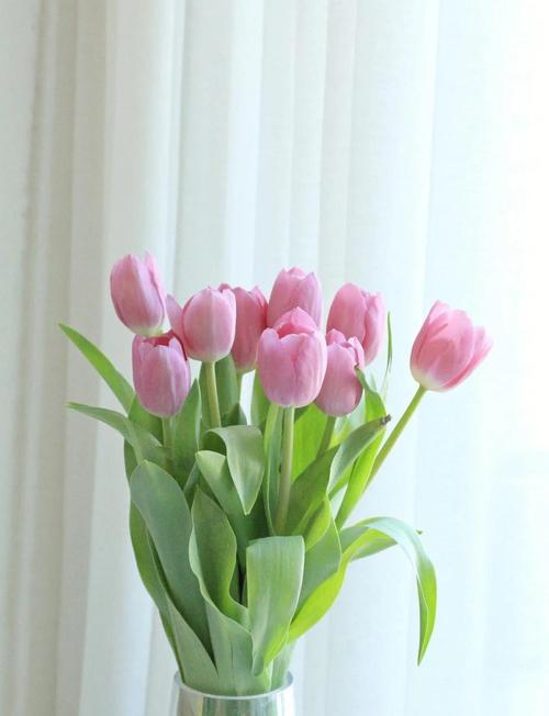 郁金香是哪国的国花，有什么寓意，郁金香来自哪个国家的国花？-第5张图片-优品飞百科