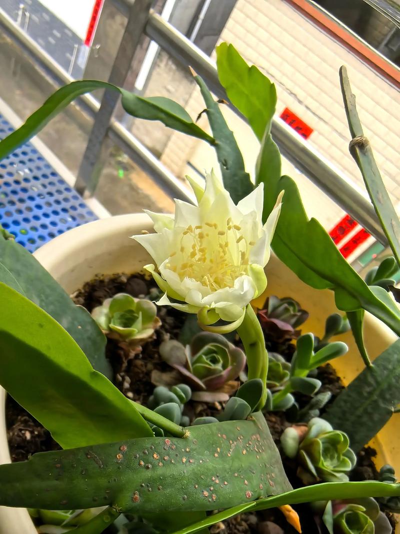 昙花换盆用什么土好，换盆多长时间能缓过来？昙花如何换土？