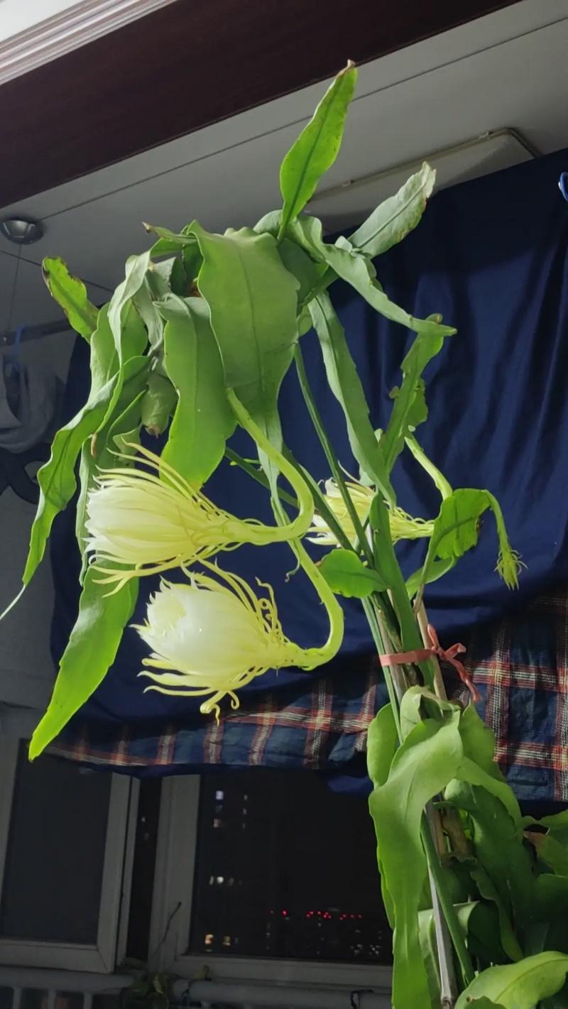 昙花换盆用什么土好，换盆多长时间能缓过来？昙花如何换土？-第2张图片-优品飞百科