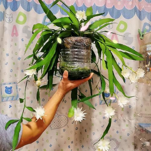 昙花换盆用什么土好，换盆多长时间能缓过来？昙花如何换土？-第5张图片-优品飞百科