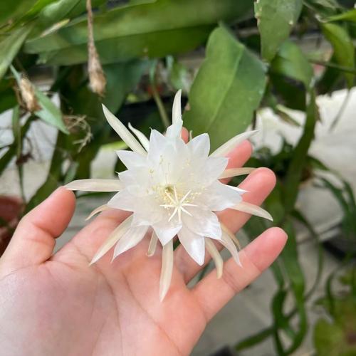 昙花换盆用什么土好，换盆多长时间能缓过来？昙花如何换土？-第6张图片-优品飞百科