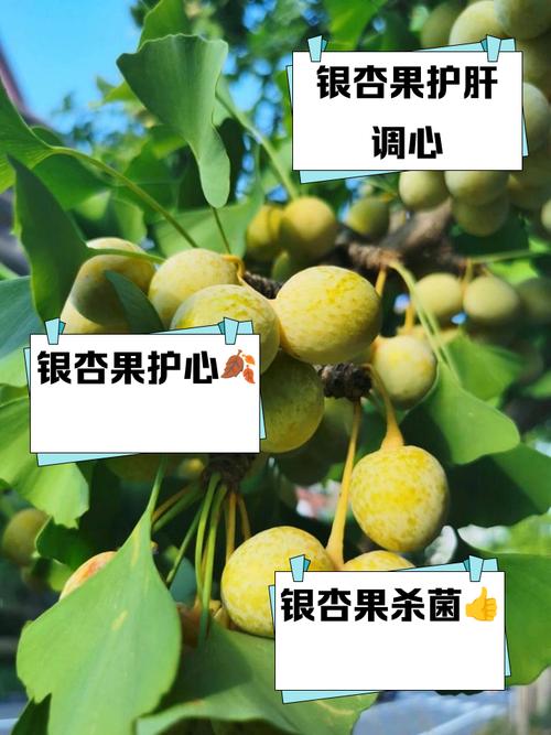 银杏果什么时候成熟,银杏果的作用,银杏果何时成熟?-第2张图片-优品飞百科 银杏果什么时候成熟,银杏果的作用,银杏果何时成熟?-第2张图片-优品飞百科