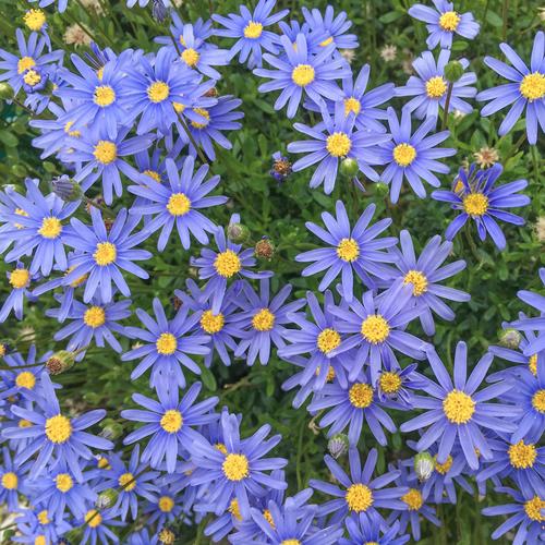 菊花的花语是什么，粉色菊花的花语是什么？-第1张图片-优品飞百科