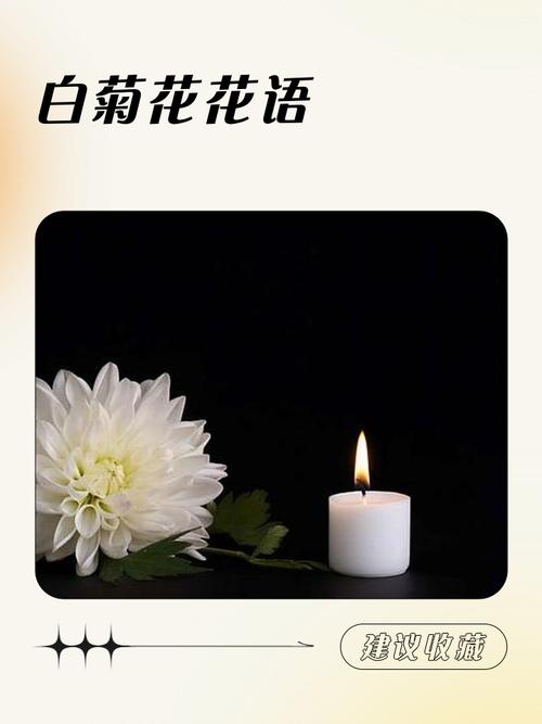 菊花的花语是什么，粉色菊花的花语是什么？-第4张图片-优品飞百科