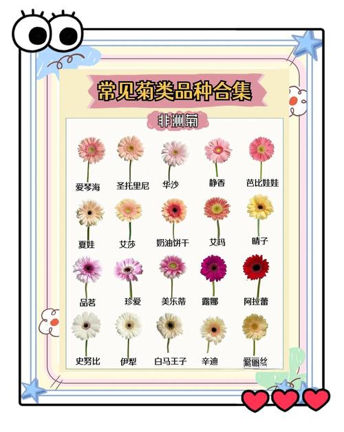 菊花的花语是什么，粉色菊花的花语是什么？-第6张图片-优品飞百科