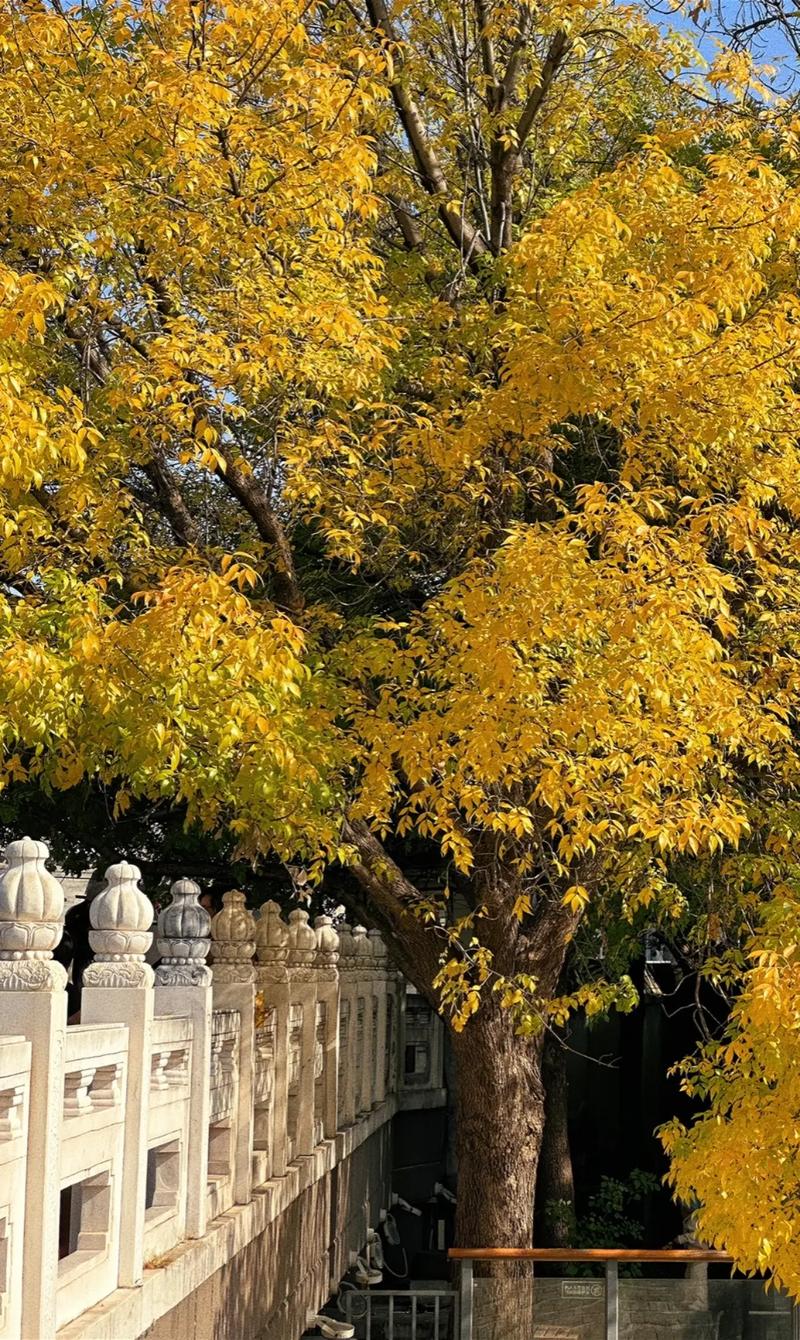 北京绿化八大树种？北京城市绿化树种？-第1张图片-优品飞百科