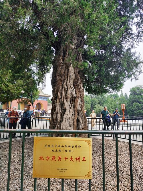 北京绿化八大树种？北京城市绿化树种？-第2张图片-优品飞百科