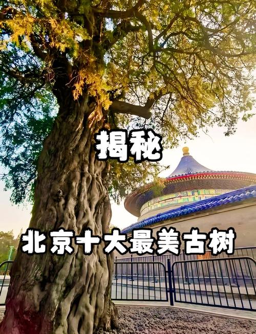 北京绿化八大树种？北京城市绿化树种？-第4张图片-优品飞百科