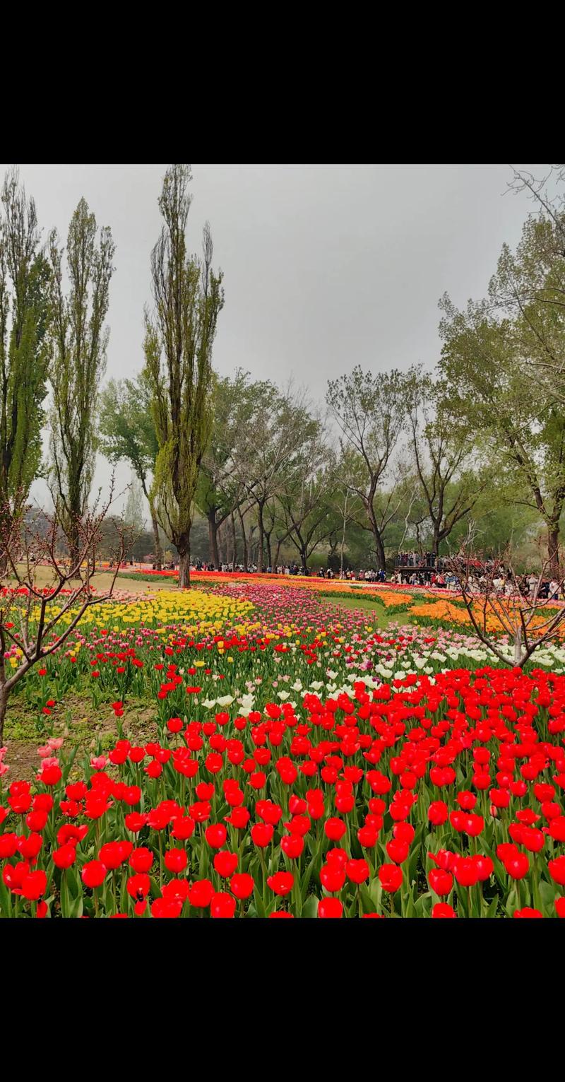 北京绿化八大树种？北京城市绿化树种？-第5张图片-优品飞百科