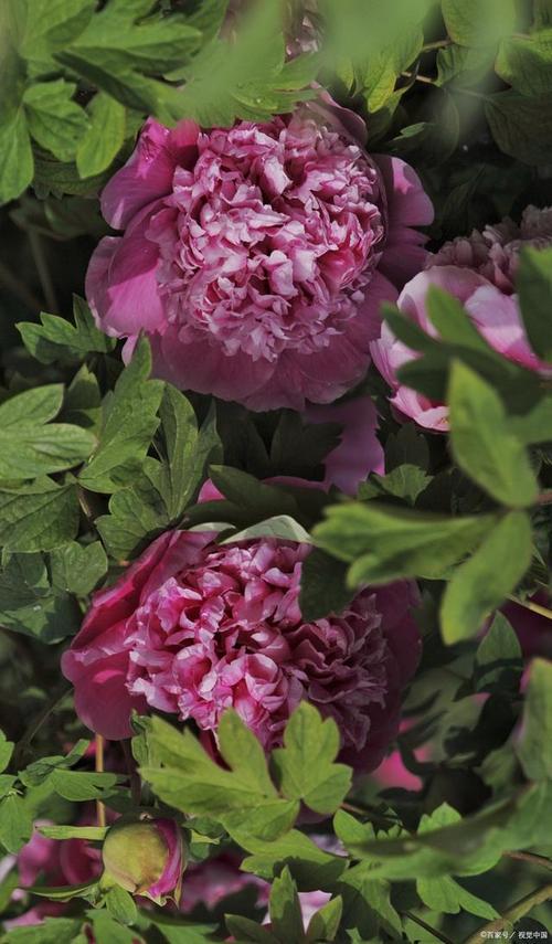 芹叶牡丹有毒吗，芹叶牡丹有香味吗-第1张图片-优品飞百科