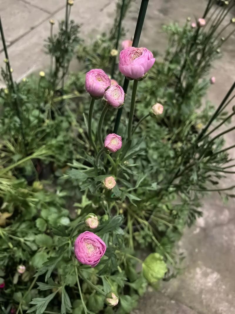 芹叶牡丹有毒吗，芹叶牡丹有香味吗-第2张图片-优品飞百科