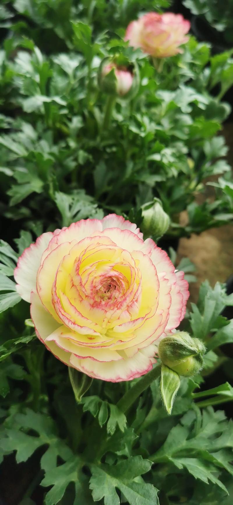 芹叶牡丹有毒吗，芹叶牡丹有香味吗-第3张图片-优品飞百科