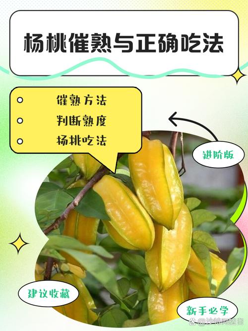 杨桃的功效与作用,杨桃的功效与作用禁忌 适合人群-第4张图片-优品飞百科 杨桃的功效与作用,杨桃的功效与作用禁忌 适合人群-第4张图片-优品飞百科