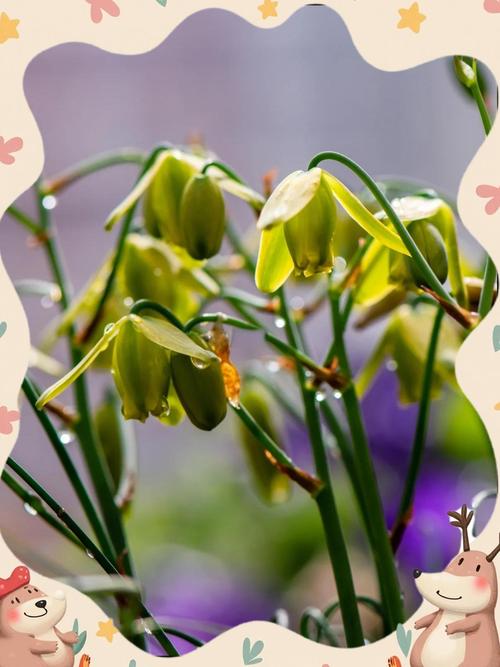 弹簧草的作用有哪些，弹簧草介绍-第1张图片-优品飞百科