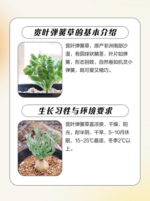 弹簧草的作用有哪些，弹簧草介绍-第2张图片-优品飞百科