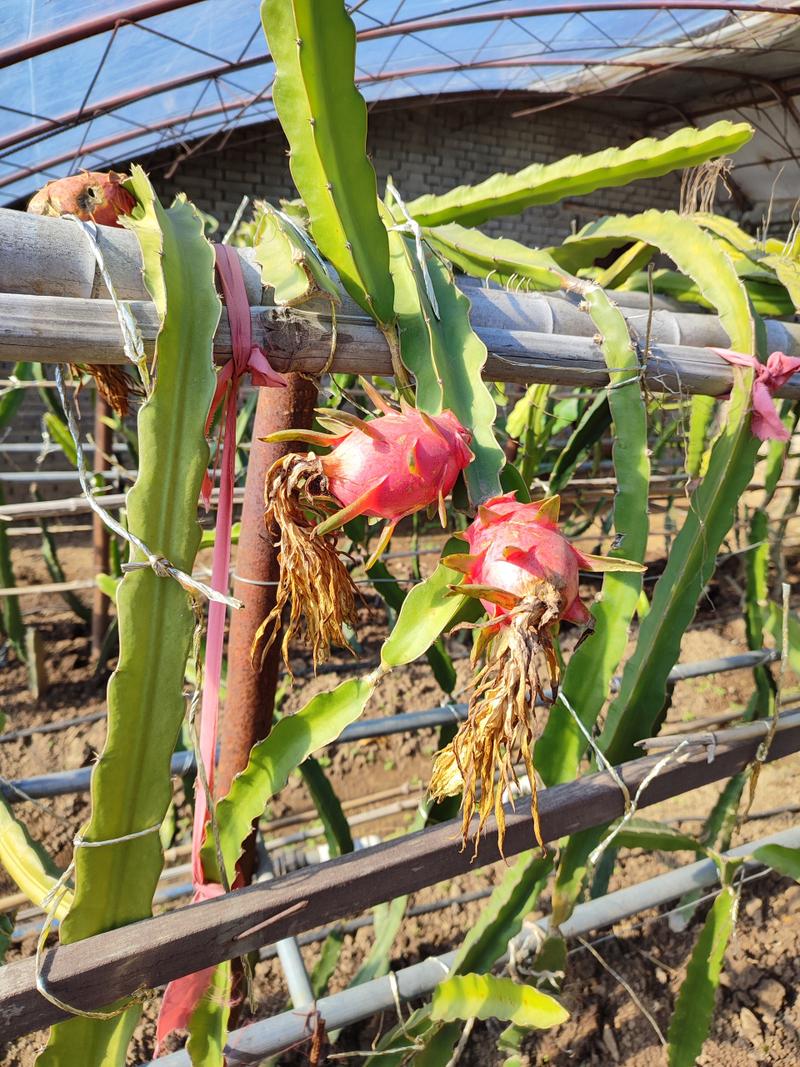 火龙果树长什么样，火龙果图片，火龙果树是什么样的图片？-第2张图片-优品飞百科