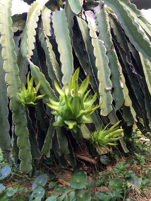 火龙果树长什么样，火龙果图片，火龙果树是什么样的图片？-第3张图片-优品飞百科