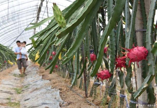 火龙果树长什么样，火龙果图片，火龙果树是什么样的图片？-第4张图片-优品飞百科