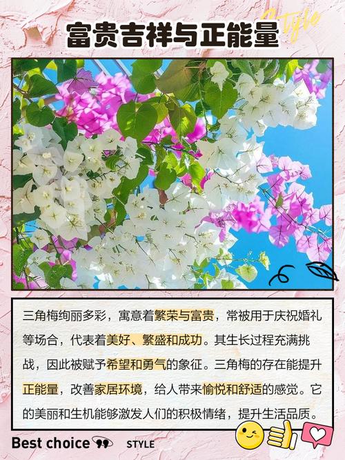 三角梅的花语,寓意和象征,三角梅的花语寓意和象征含义?-第1张图片-优品飞百科 三角梅的花语,寓意和象征,三角梅的花语寓意和象征含义?-第1张图片-优品飞百科