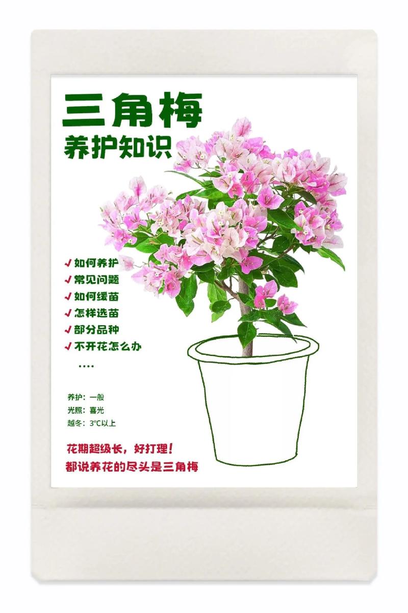 三角梅的花语,寓意和象征,三角梅的花语寓意和象征含义?-第2张图片-优品飞百科 三角梅的花语,寓意和象征,三角梅的花语寓意和象征含义?-第2张图片-优品飞百科